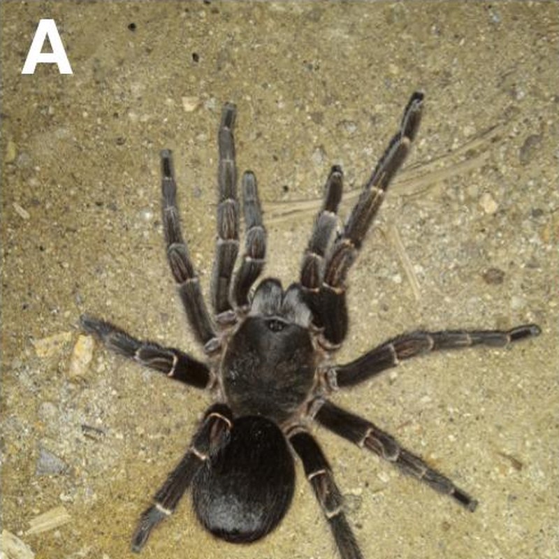 Spinosatibiapalpus paula