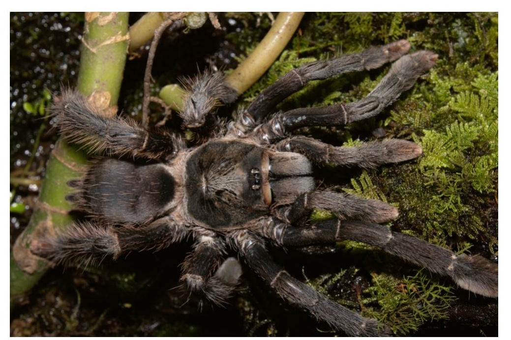 Live specimen