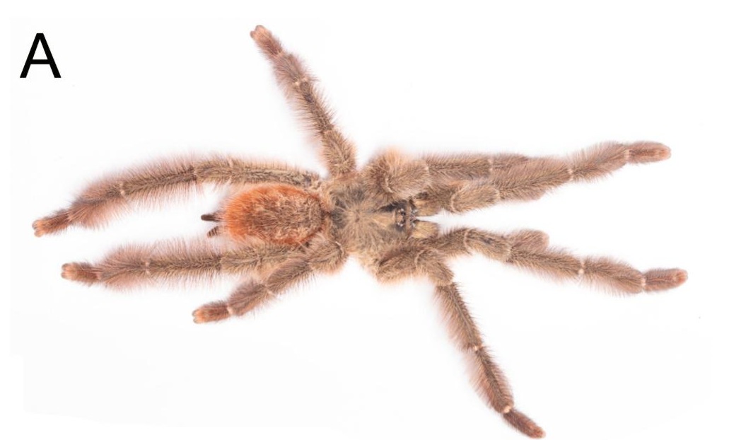 Male