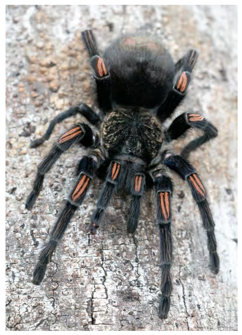 Live specimen