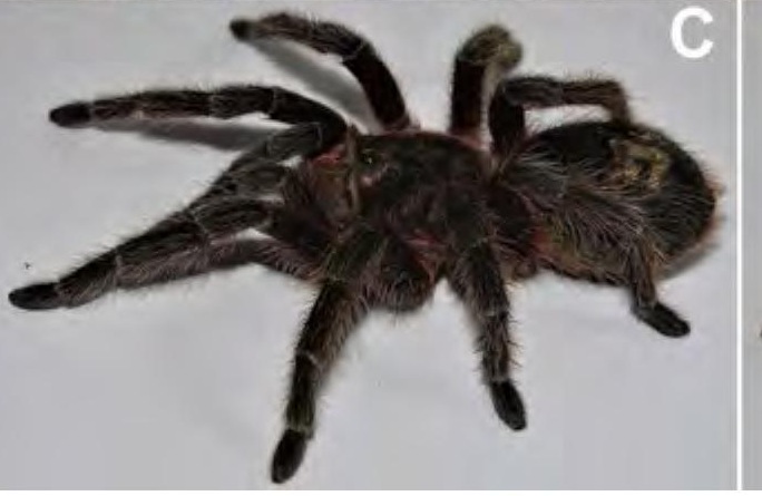 Live specimen
