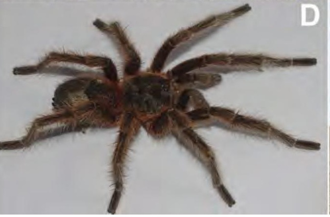 Male