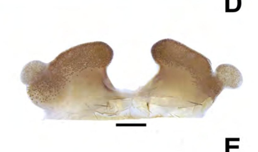 Spermathecae