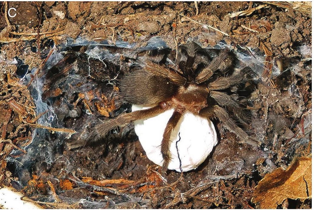 Egg Sac