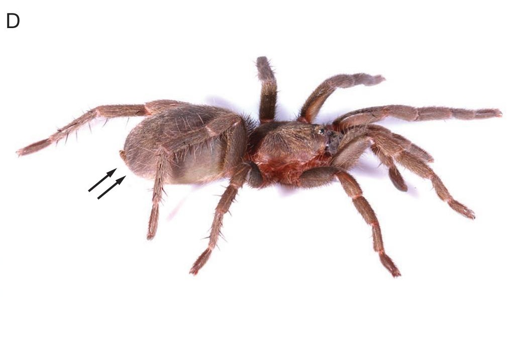 Female