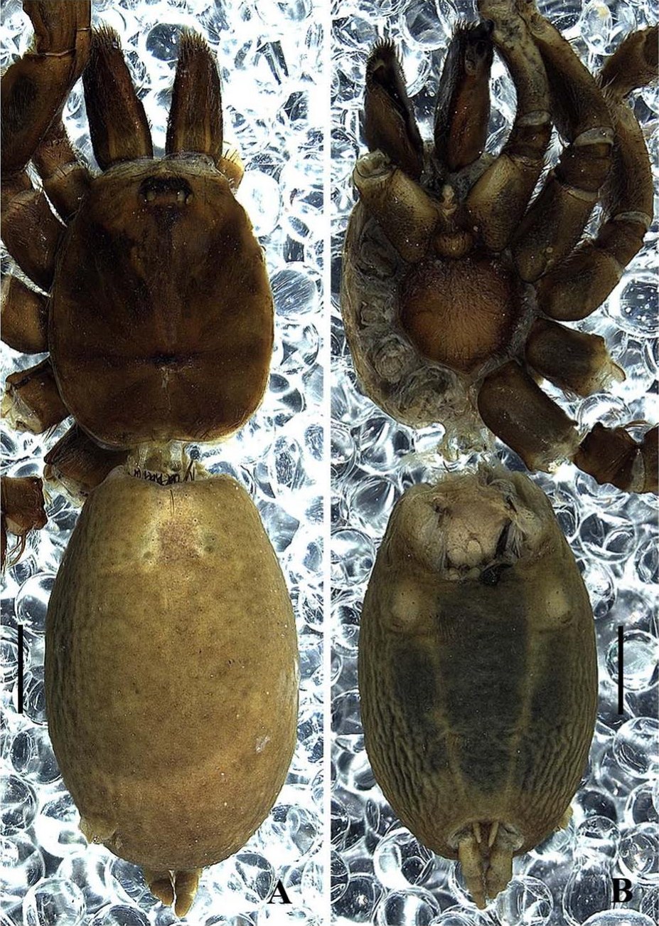 Female