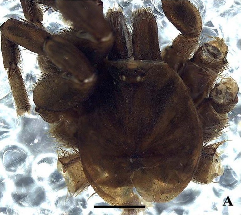 Male
