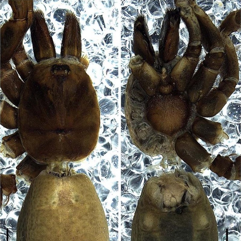 Thalerommata gracilis