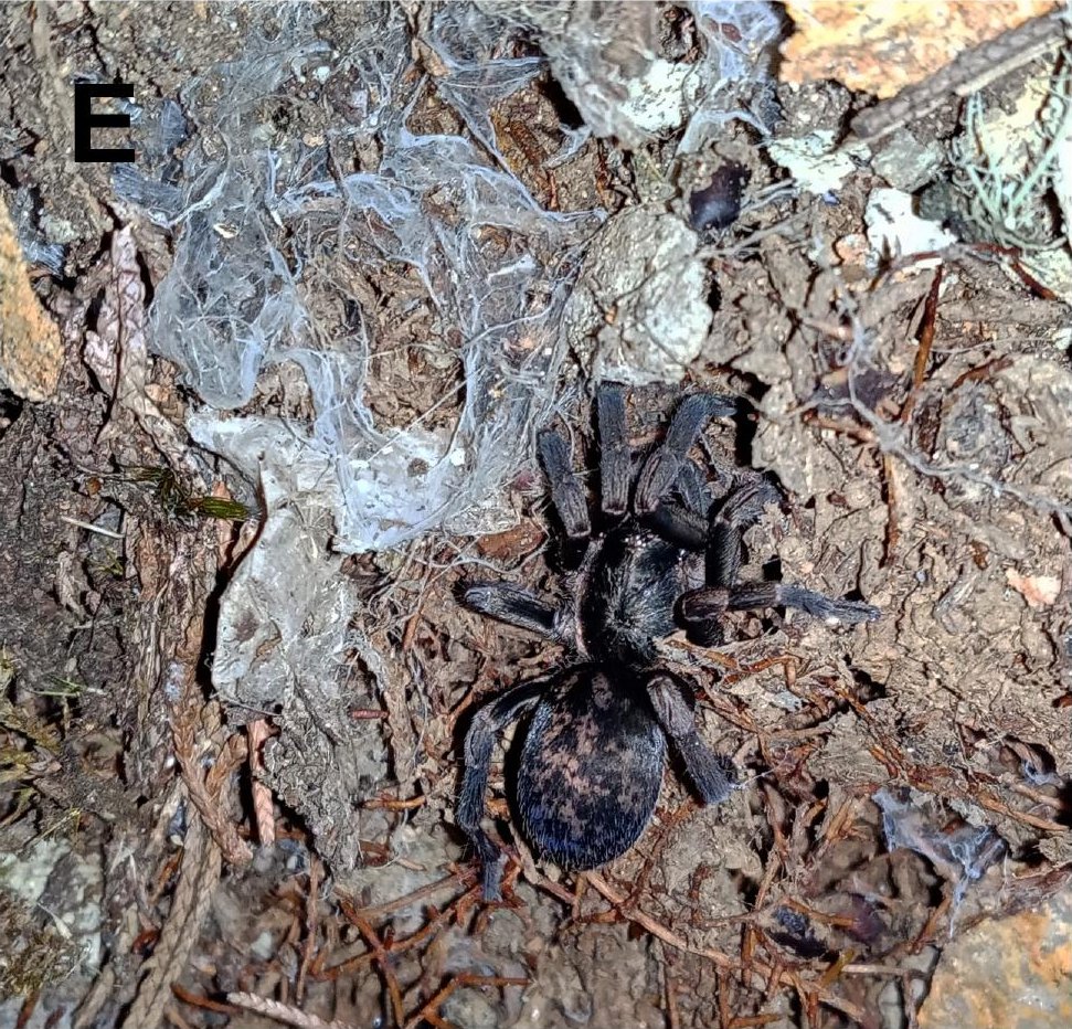 Live specimen