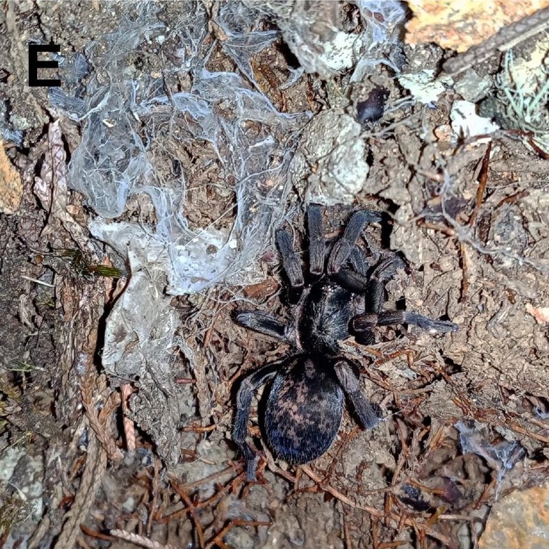 Thalerommata kogui