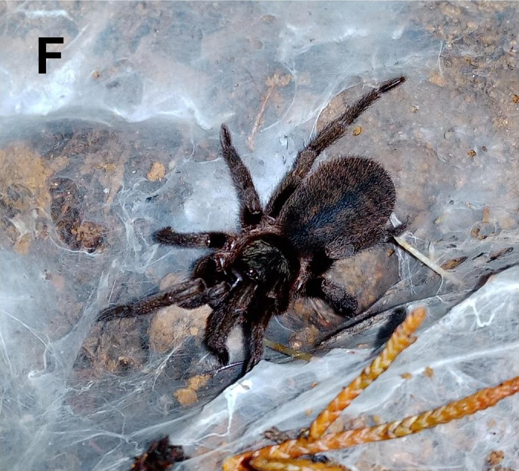 Live specimen