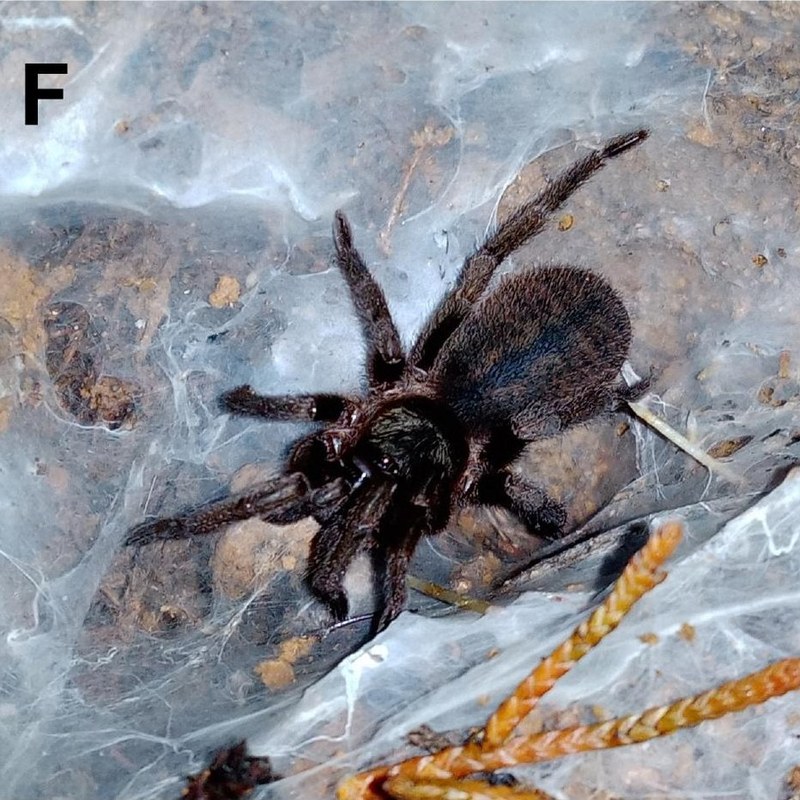 Thalerommata margarita