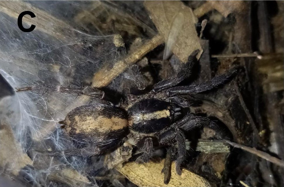 Live specimen