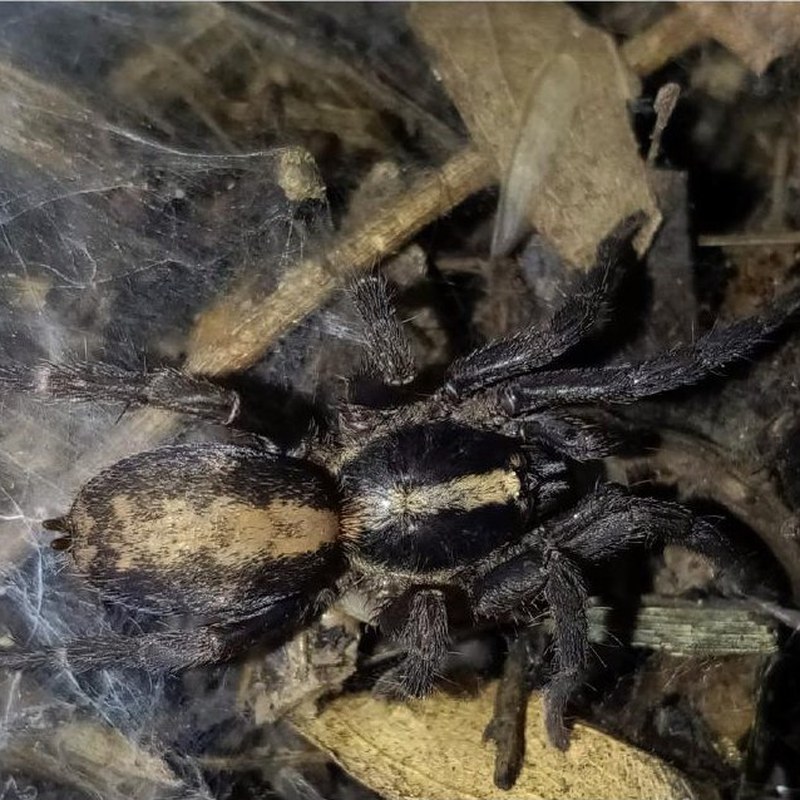 Thalerommata yukpa