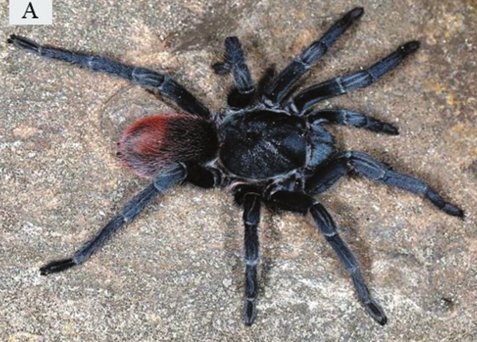 Thrixopelma choquequirao