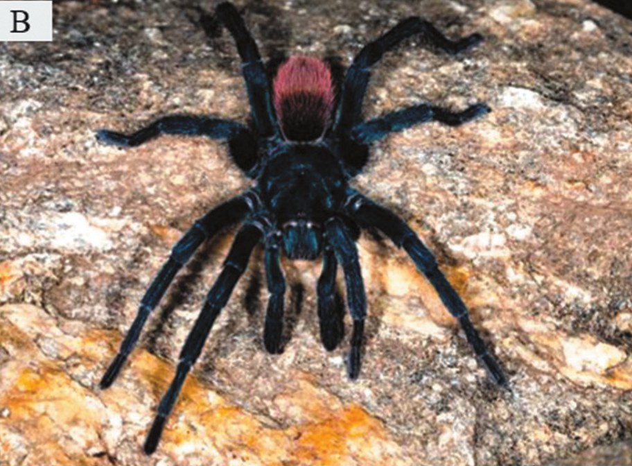 Male