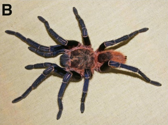 Female