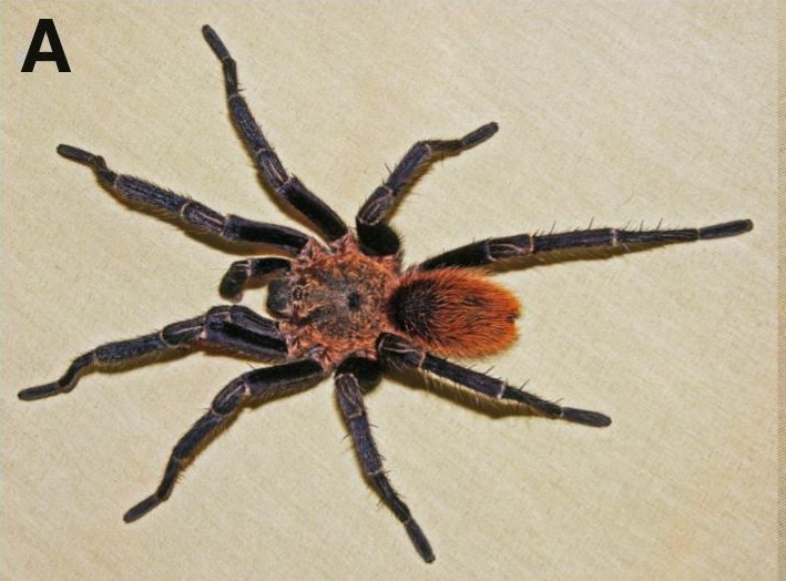 Male