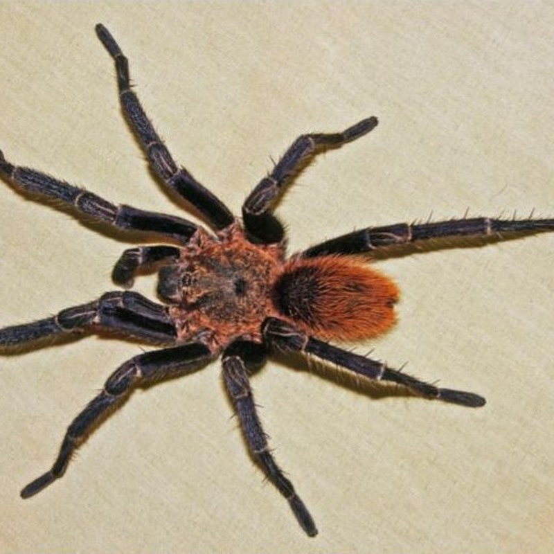 Thrixopelma kimraykawsaki
