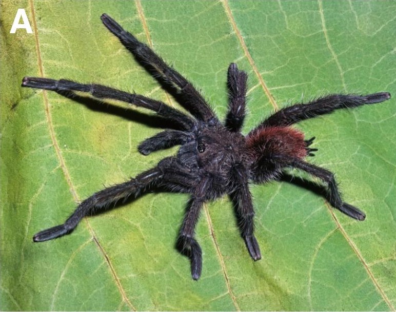 Male