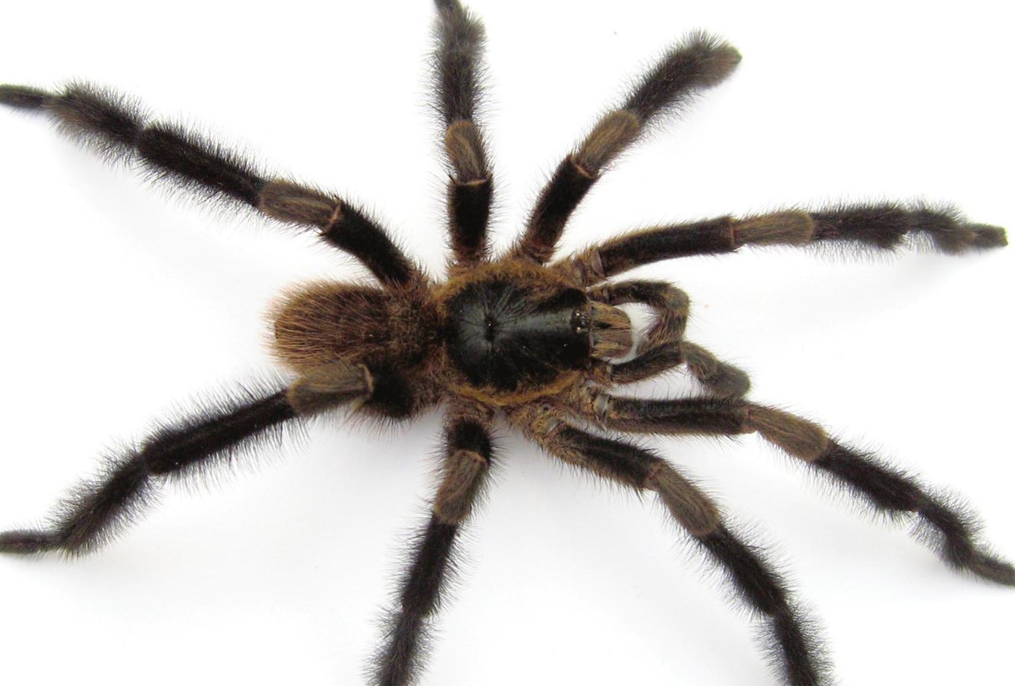 Male