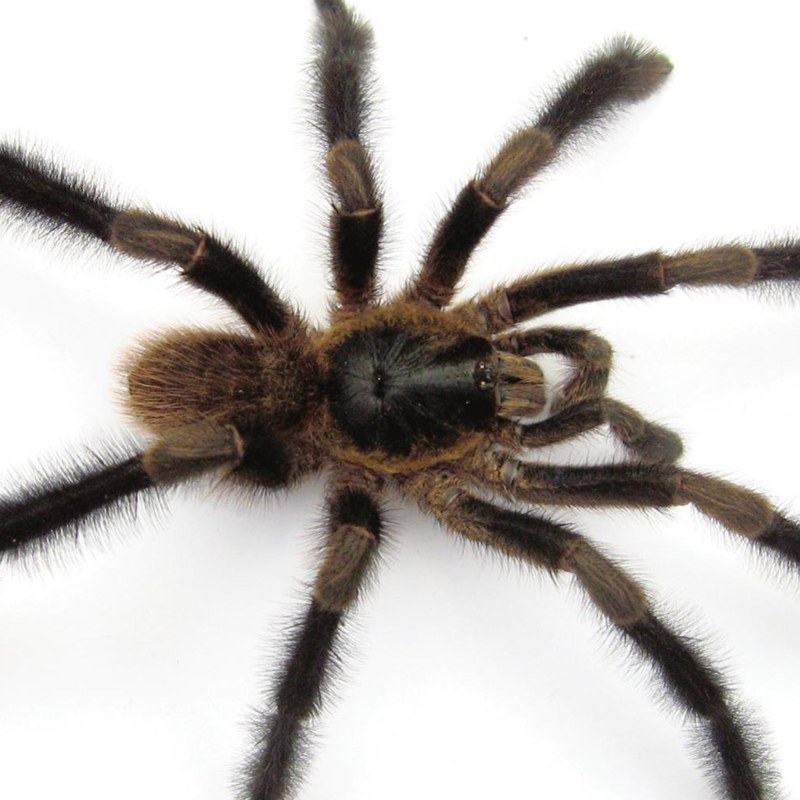 Trichopelma grande