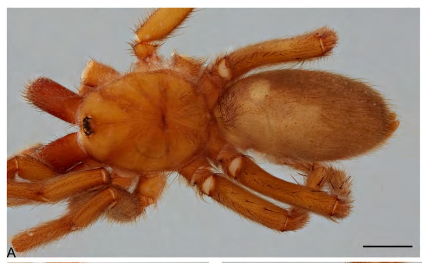 Female