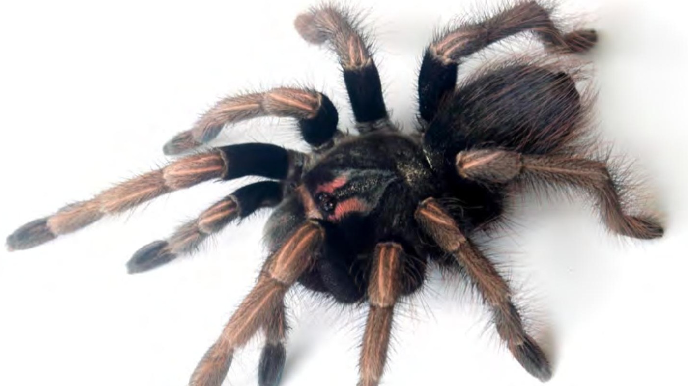 Live specimen