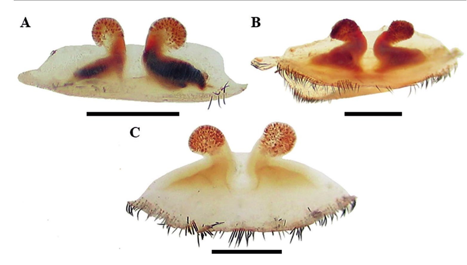 Spermathecae