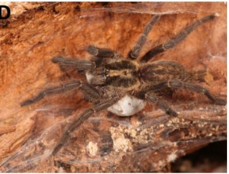 Egg Sac
