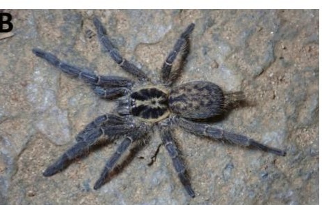Female