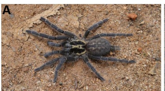 Live specimen