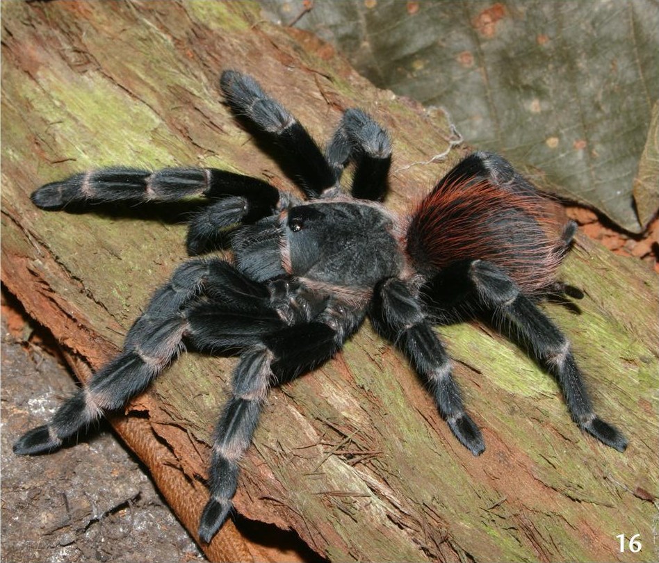 Female