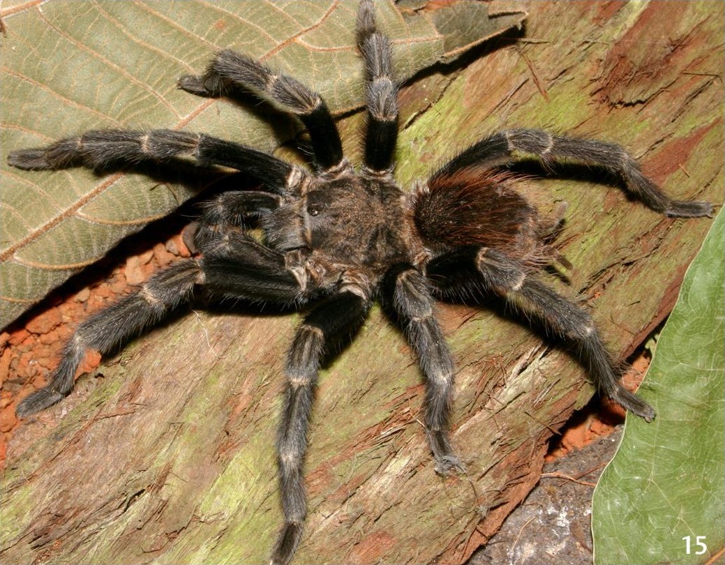 Male