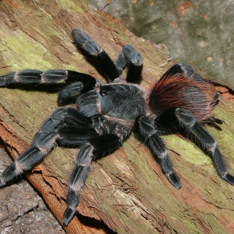 Vitalius ornatissimus