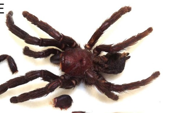 Female