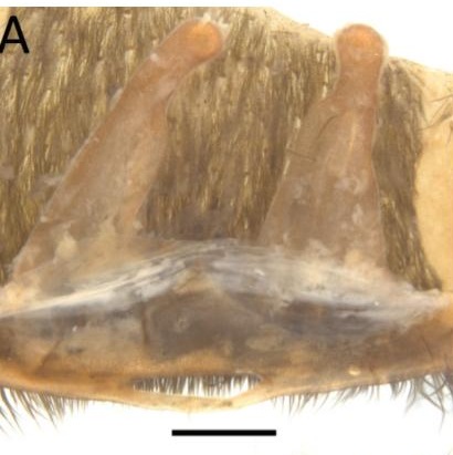 Spermathecae