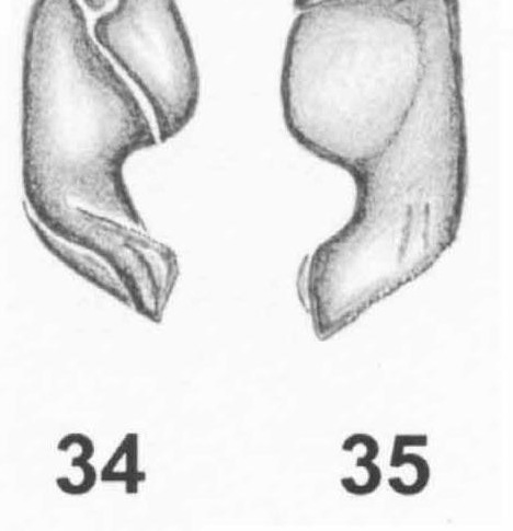 Male palp