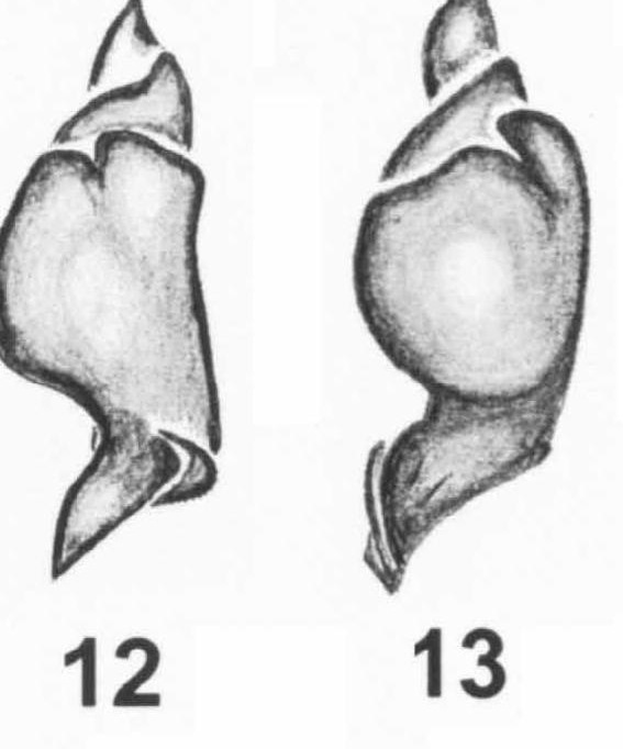 Male palp